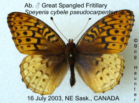 Speyeria cybele pseudocarpenteri AB 2 (Internet Image property of respective owner, non-commercial use only)